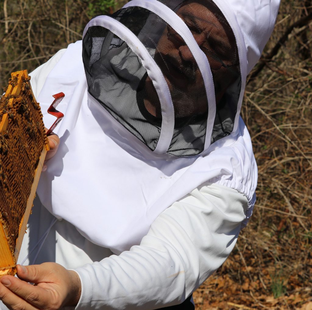 Beekeeper examining a honey bee frame