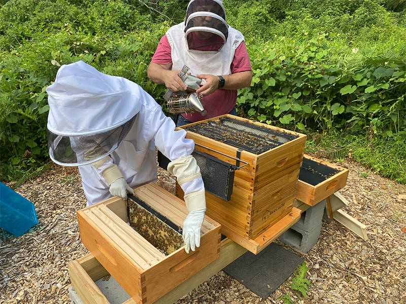 Managed Mentoring – Dedicated to Getting Started in Beekeeping