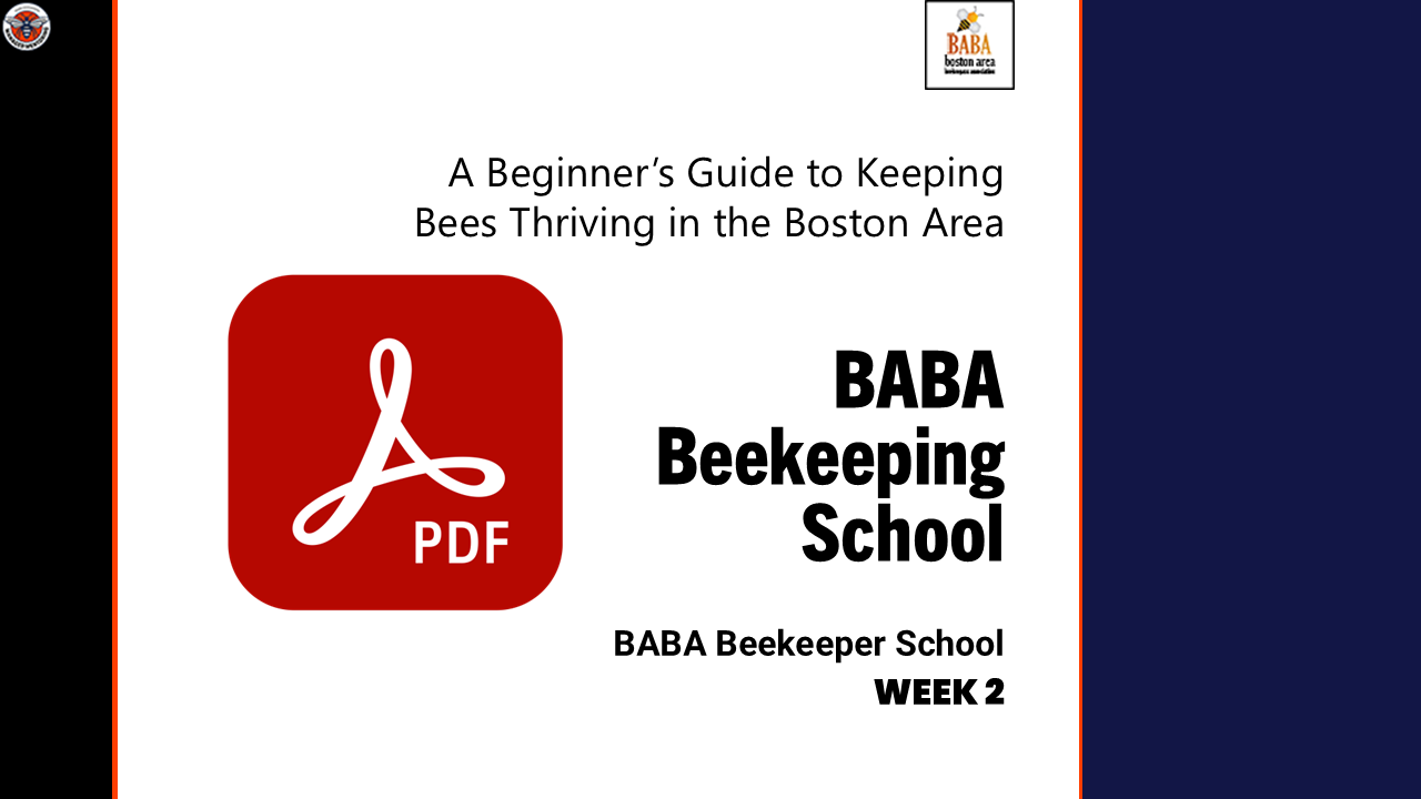 BABA Bee School – Managed Mentoring